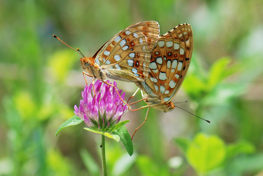 Conferma - Nymphalidae - Argynnis adippe?